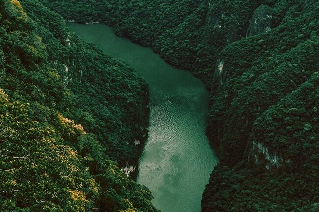 a naturalist guide in the amazon rainforest