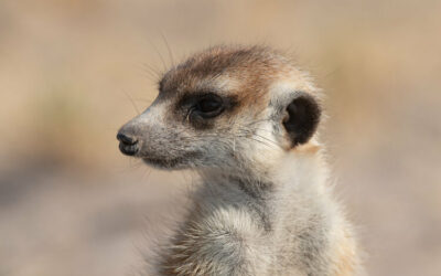A visit to the stars of meerkat manor