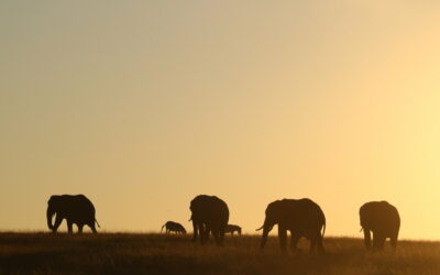 Elephant researcher at the African Elephant Research Unit