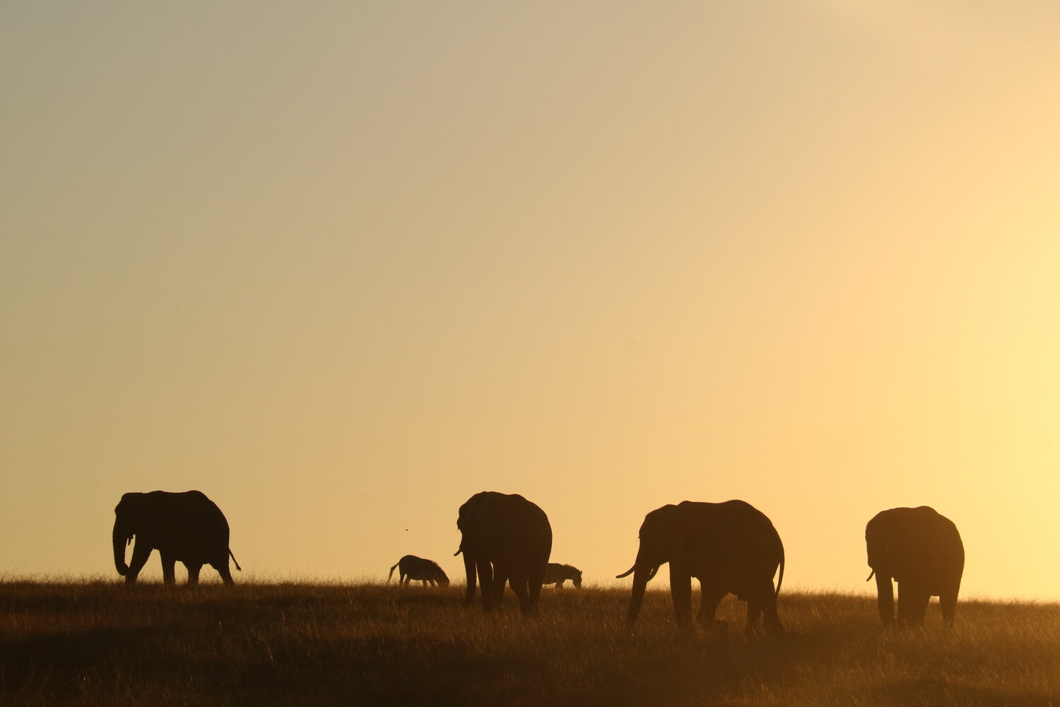 Elephant researcher at the african elephant research unit