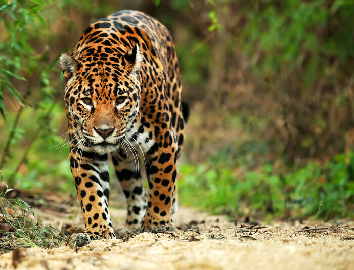 Jaguar Bridge-builder in human-wildlife coexistence