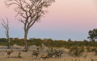 Painted dog conservation