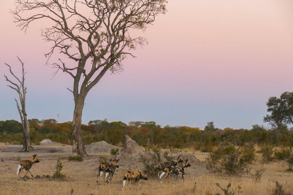 Painted dog conservation