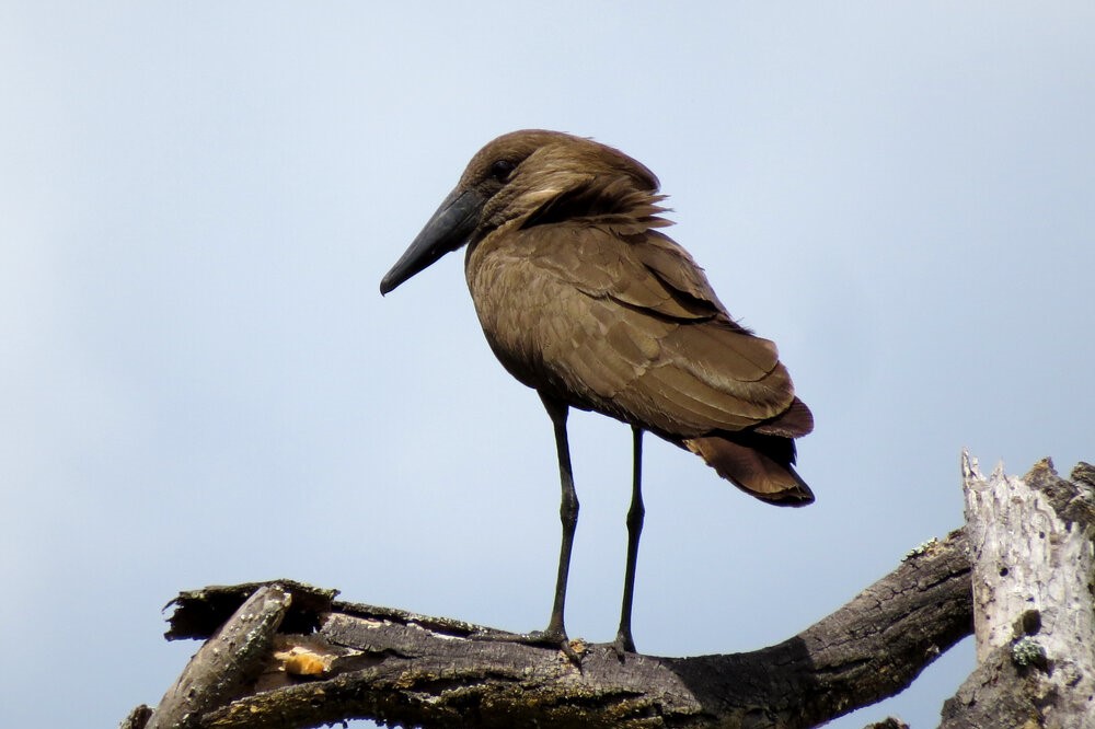 Years of experience in SDG’s Years of experience in SDG's