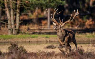 Staatsbosbeheer and the Dutch big five