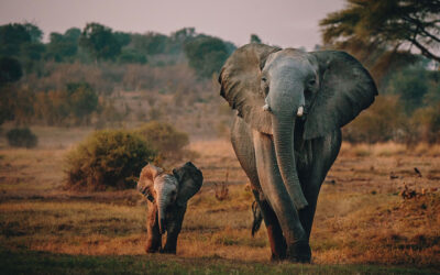 Internet of Elephants