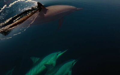 Protecting marine wildlife in the Persian Gulf