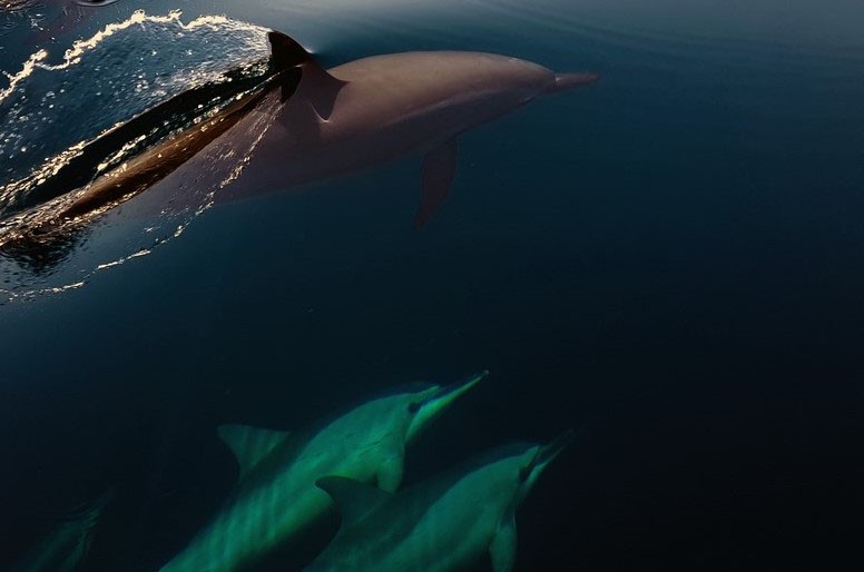 Protecting marine wildlife