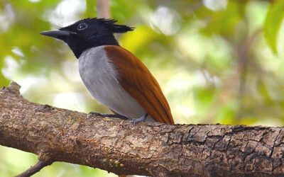 Sadhana forest: growing forests and introduce people to a sustainable lifestyle