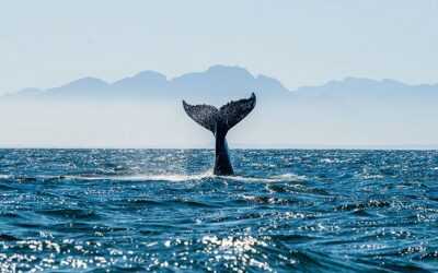 Stichting rugvin: monitoring and researching whales