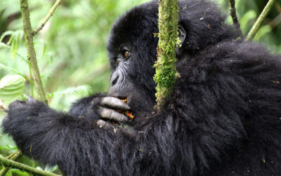 Donate for free with The Green Stamp