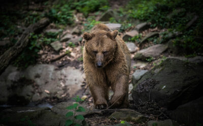 Bears In Mind: creating better conditions and better welfare for bears