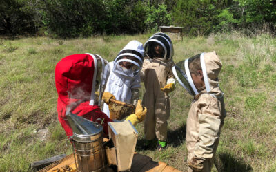 Bees For All: how managed honey bees can play a role in the conservation of wild pollinators