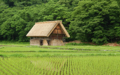 JWCS: wildlife conservation in Japan – challenges of human-animal coexistence