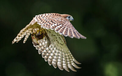 Mauritian Wildlife Foundation: saving the endangered wildlife from extinction