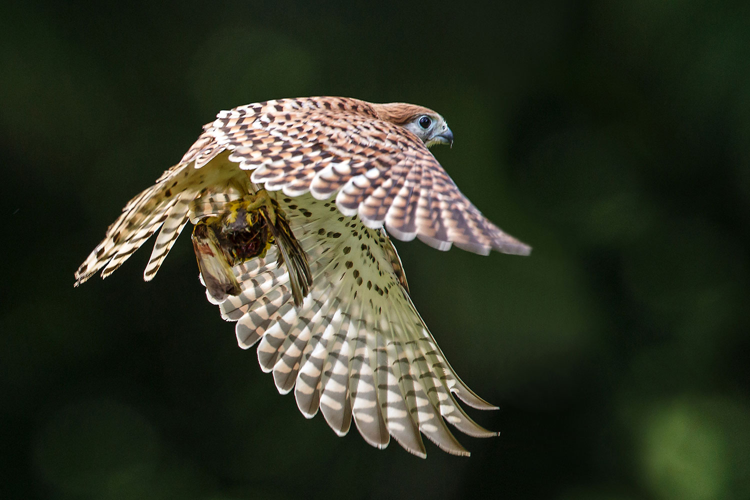 Mauritian Wildlife Foundation: saving the endangered wildlife from extinction Find out more about Vikash Tatayah and how he protects the rich diversity of endemic species of Mauritius and its surrounding islands.