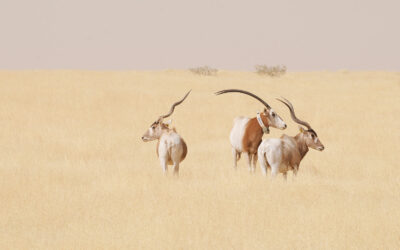 Sahara Conservation: the surprisingly rich Sahara biome