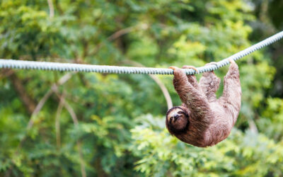 Sloth Conservation Project: Rebecca Cliffe about the Sloth Conservation Foundation