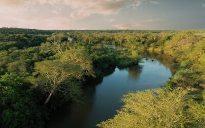 Wild Tomorrow Fund: a story about the sand forest