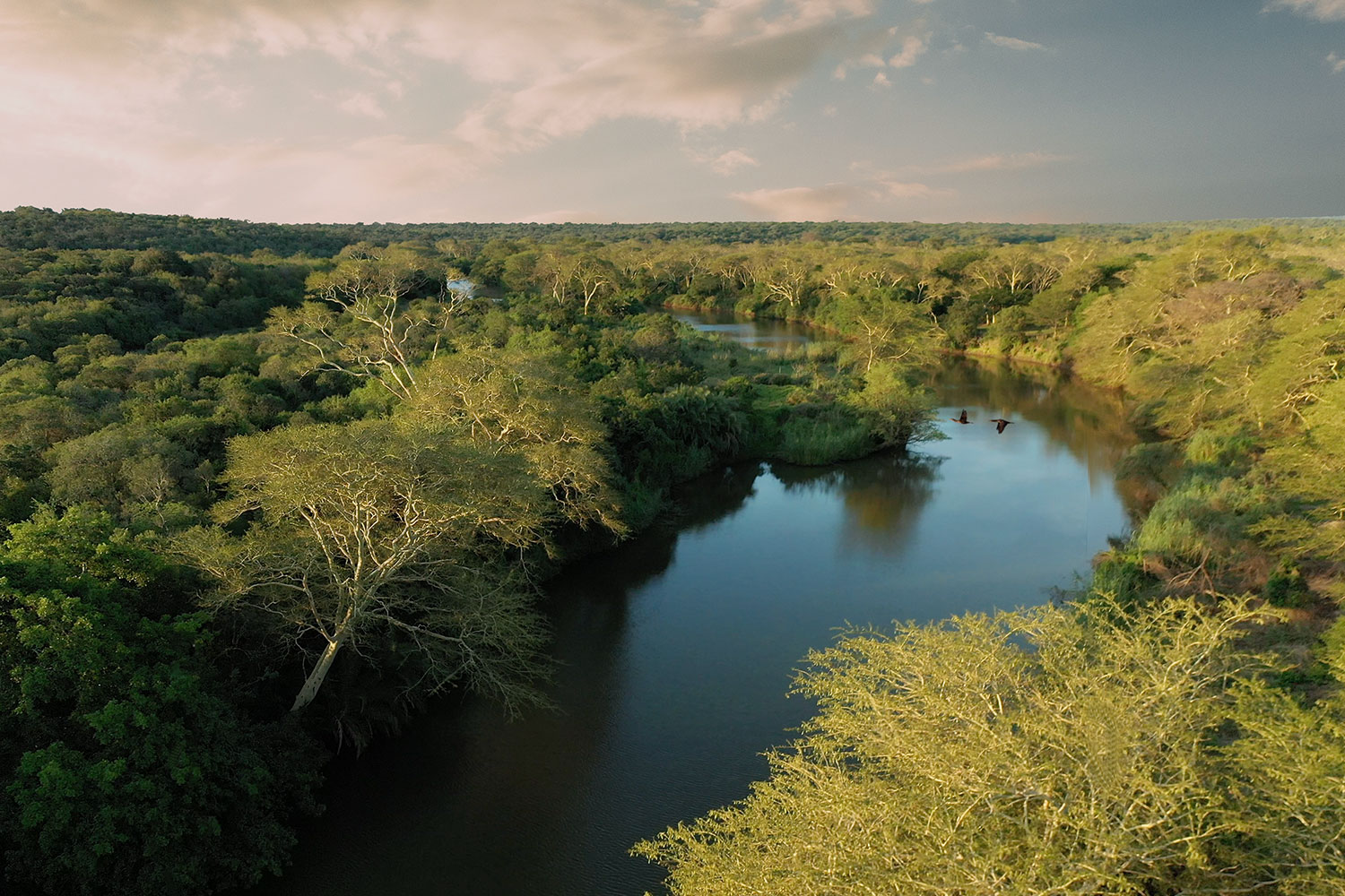 Wild Tomorrow Fund: a story about the sand forest This is the story of two passionate people who dedicated their lives to save South-African wildlife and the endangered sand forest.
