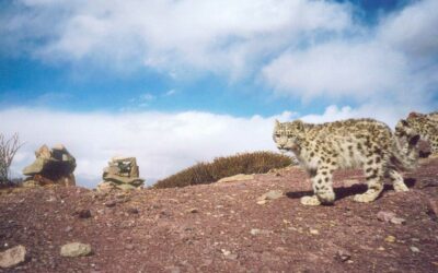 Snow Leopard Conservancy India Trust: Saving an elusive species in India