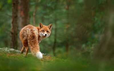 The history of nature conservation