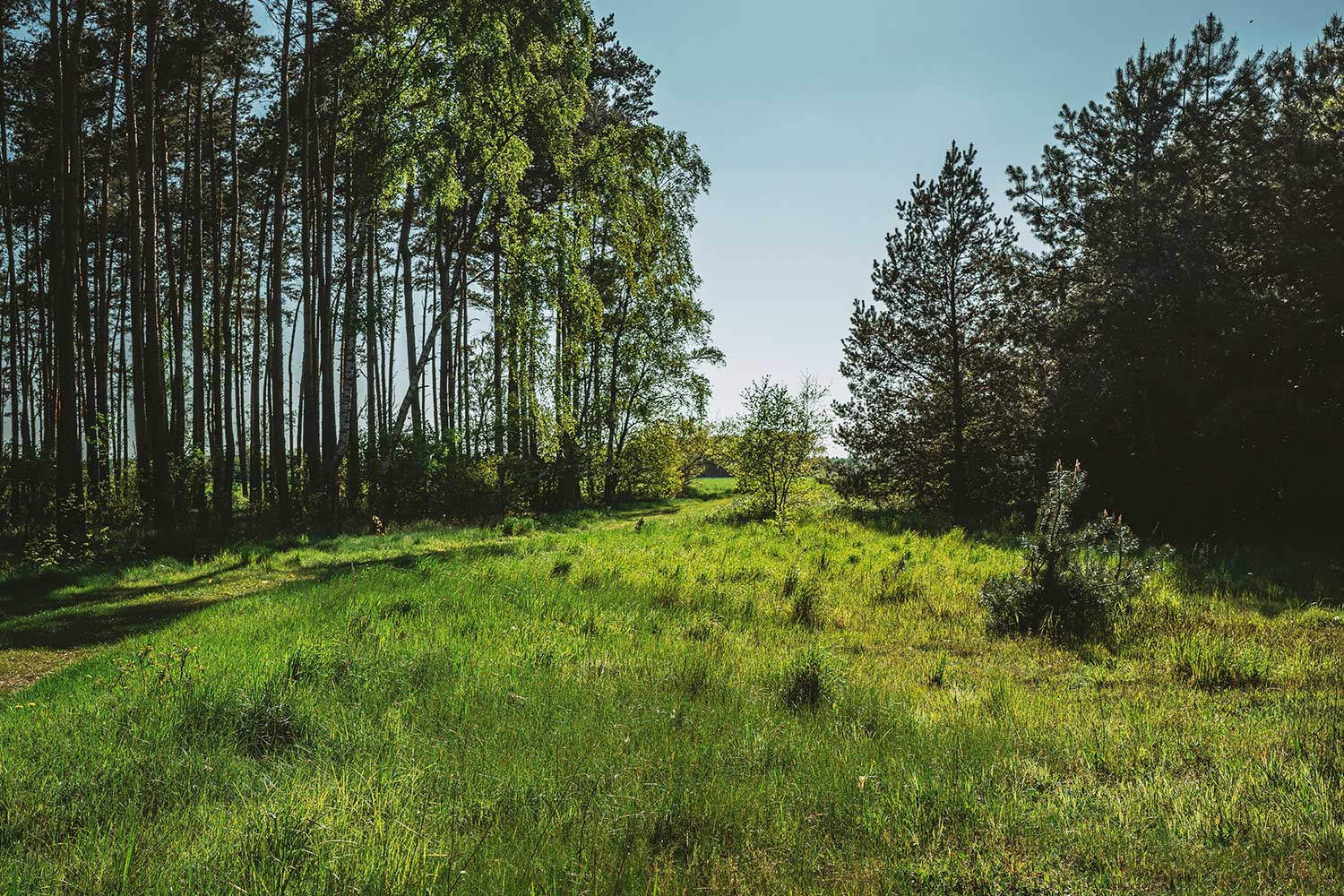 key-lessons-from-conservation-projects