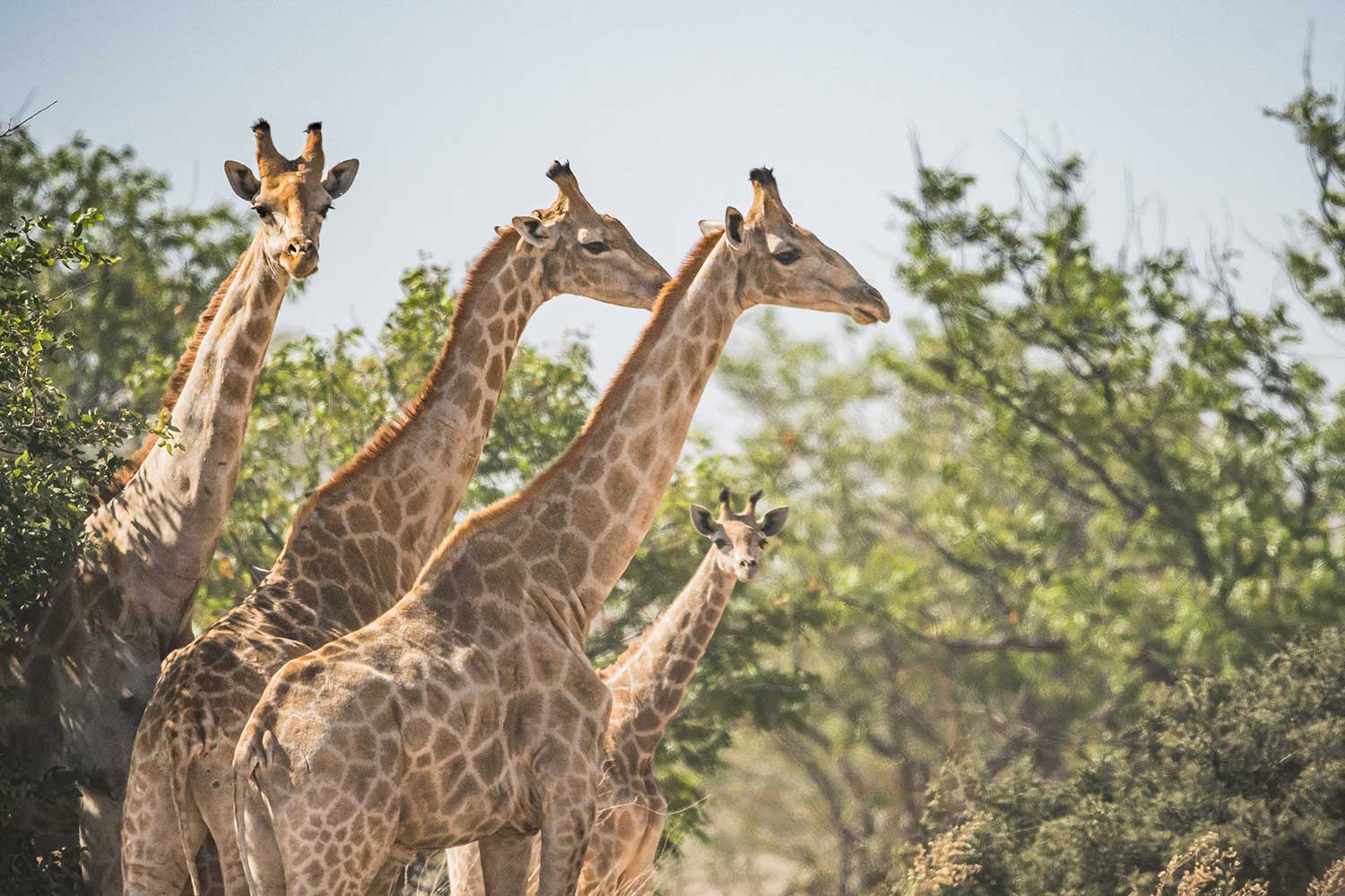 ubuntu-magazine-ai-statement