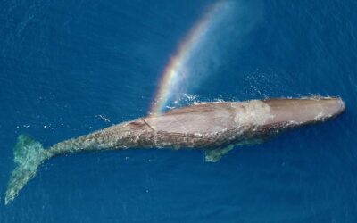 Issue 14 – what’s in it?